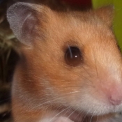 Photo de Hamster