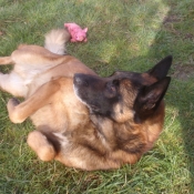 Photo de Berger belge malinois