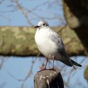 Photo de Mouette