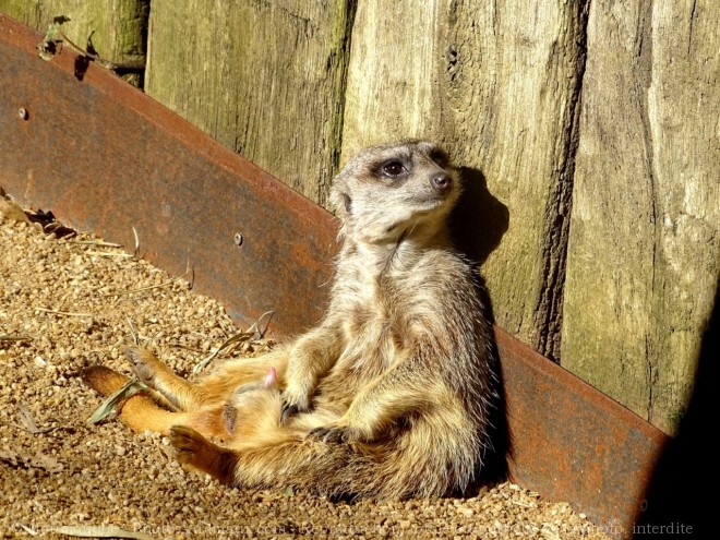 Photo de Suricate