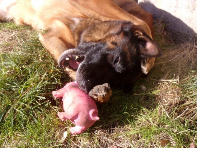 Photo de Berger belge malinois