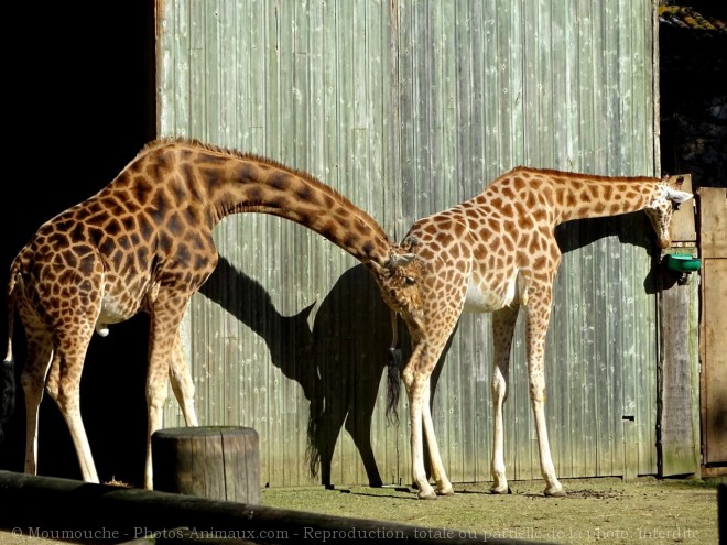 Photo de Girafe