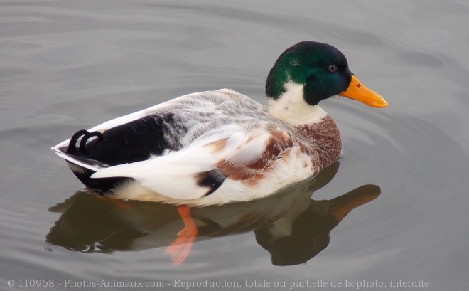 Photo de Canard colvert