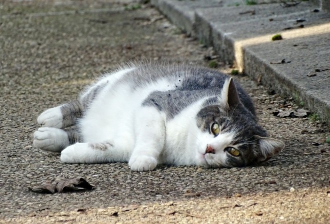 Photo de Chat domestique