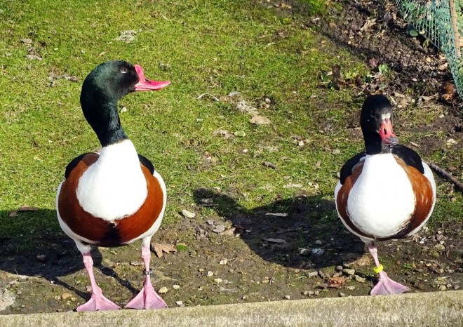 Photo de Canard tadorne de belon