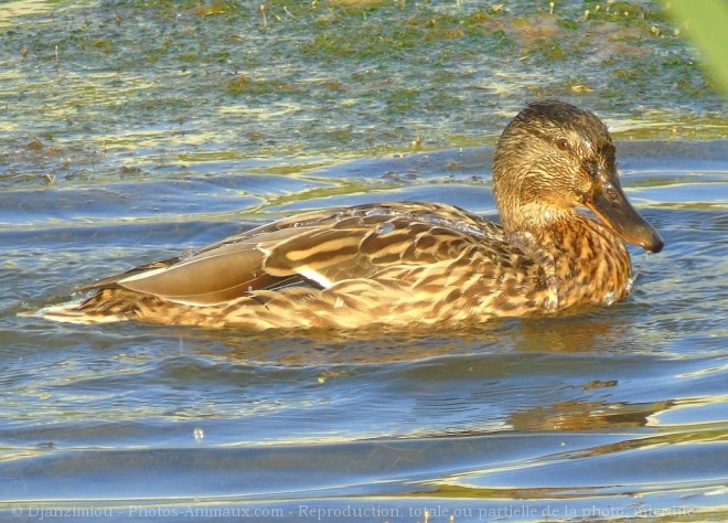 Photo de Canard colvert