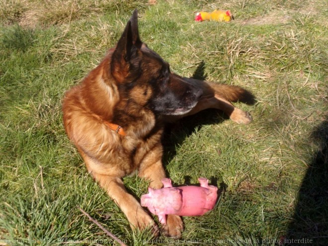 Photo de Berger belge malinois