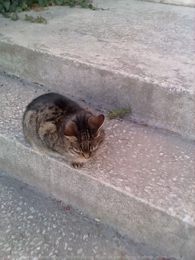 Photo de Chat domestique