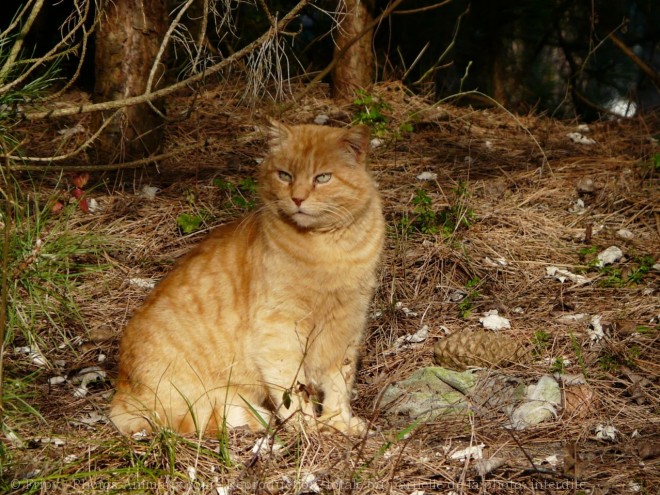 Photo de Chat domestique