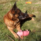 Photo de Berger belge malinois