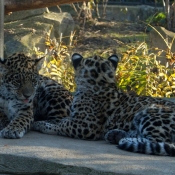 Photo de Jaguar