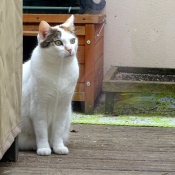 Photo de Chat domestique