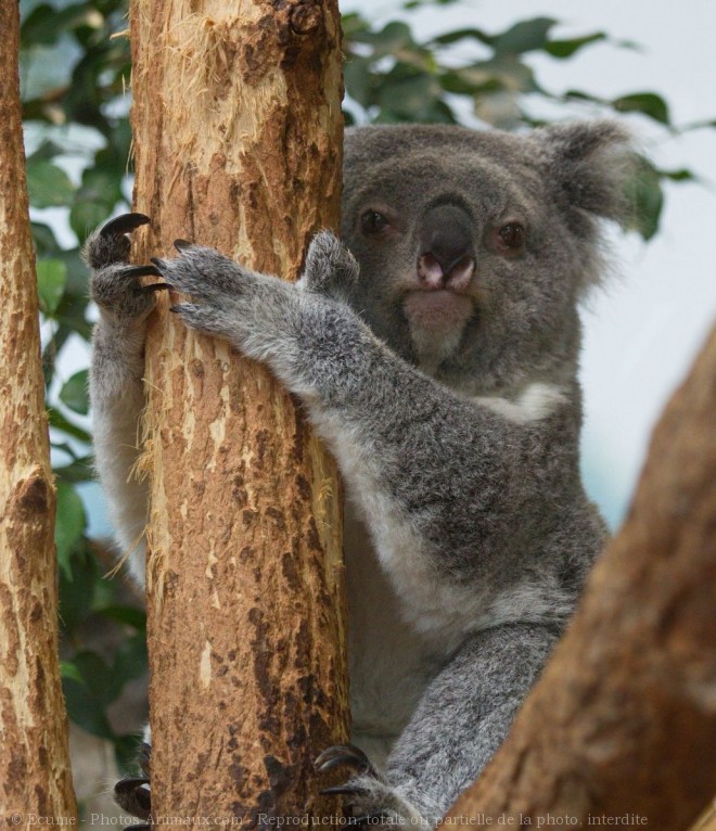 Photo de Koala