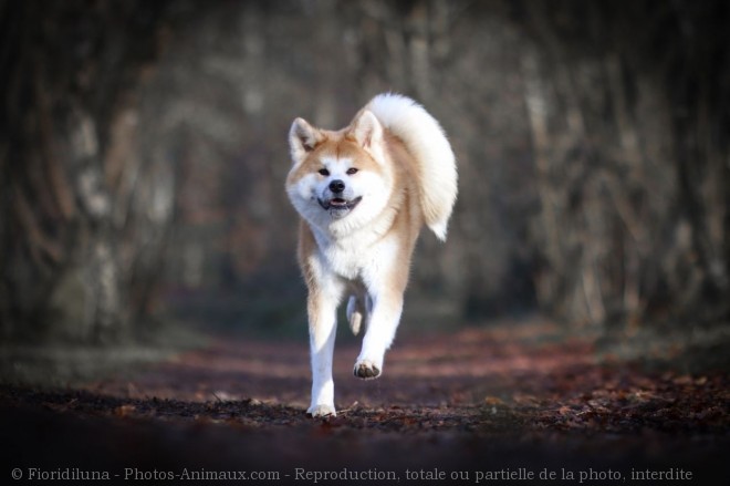 Photo d'Akita inu