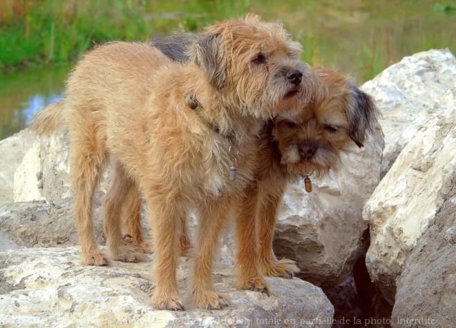 Photo de Border terrier