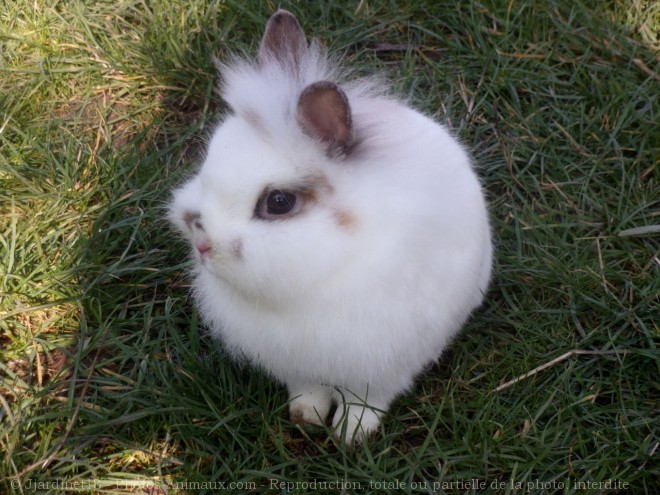 Photo de Lapin