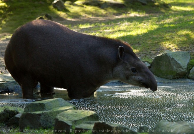 Photo de Tapir