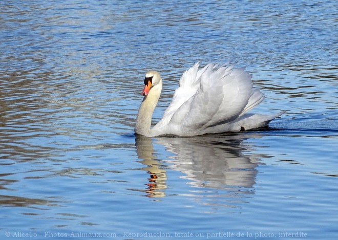 Photo de Cygne