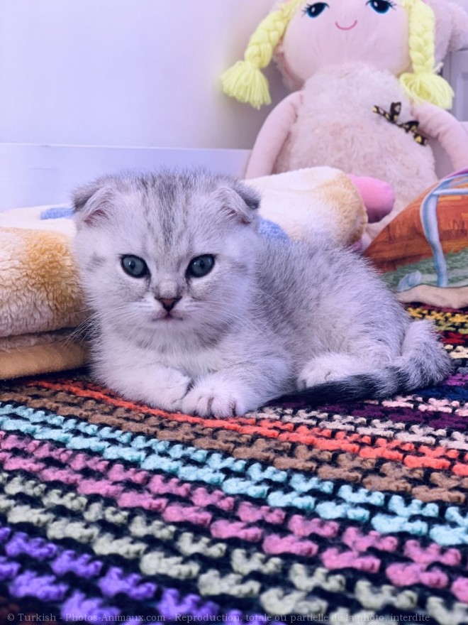 Photo de Scottish fold