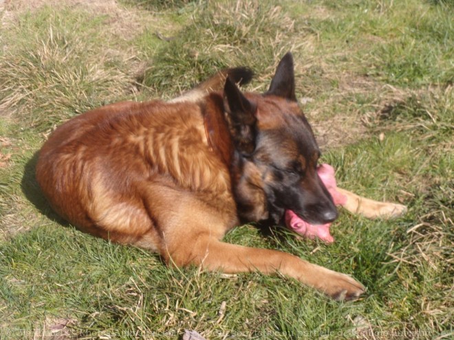 Photo de Berger belge malinois