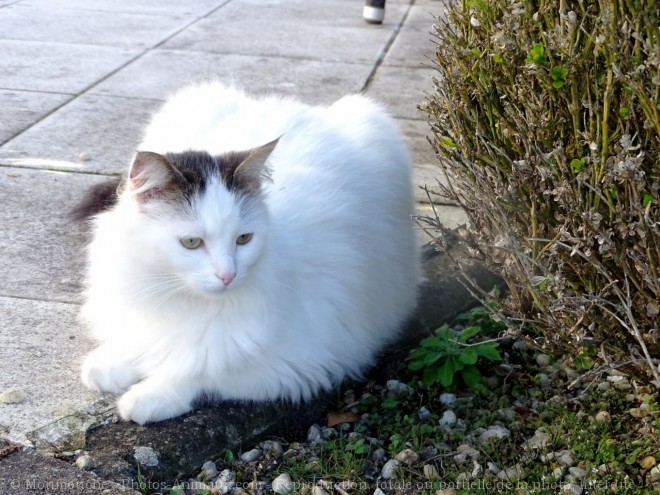 Photo de Chat domestique