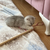 Photo de Scottish fold