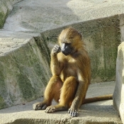 Photo de Singe - baboin