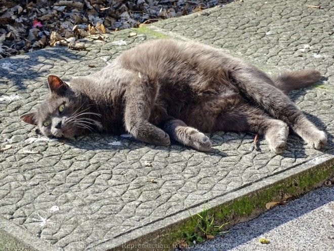 Photo de Chat domestique