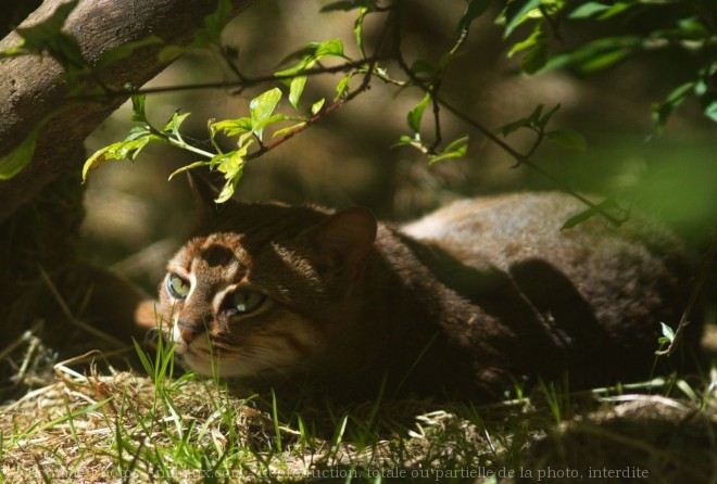 Photo de Chat rubigineux