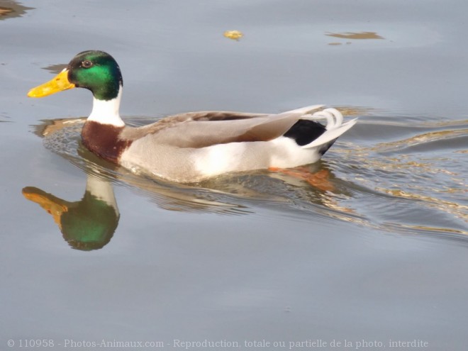 Photo de Canard colvert