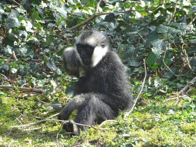 Photo de Singe - gibbon