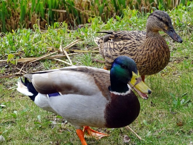 Photo de Canard colvert