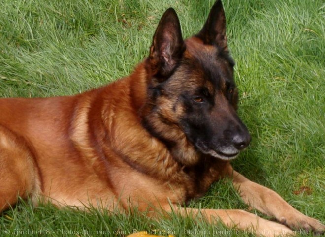 Photo de Berger belge malinois