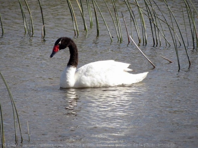 Photo de Cygne