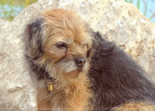 Photo de Border terrier