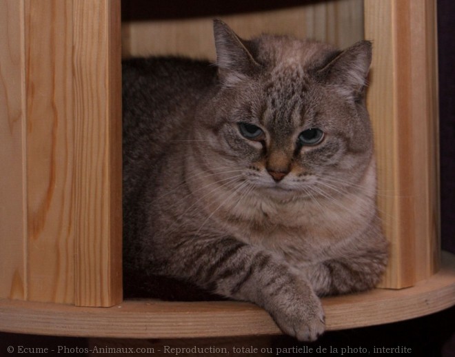 Photo de Chat domestique