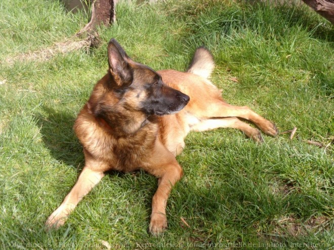 Photo de Berger belge malinois