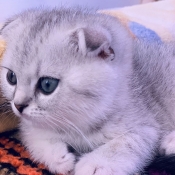 Photo de Scottish fold