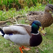 Photo de Canard colvert