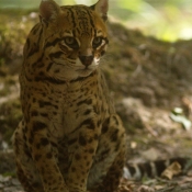 Photo d'Ocelot