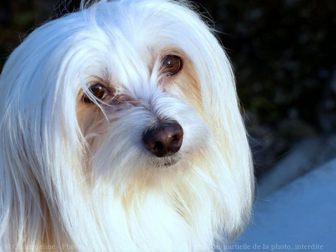 Photo de Coton de tulear