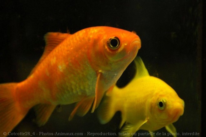 Photo de Poissons rouges