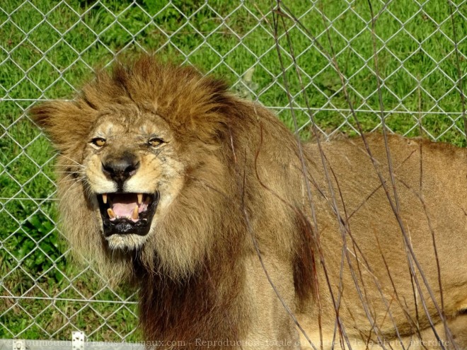 Photo de Lion