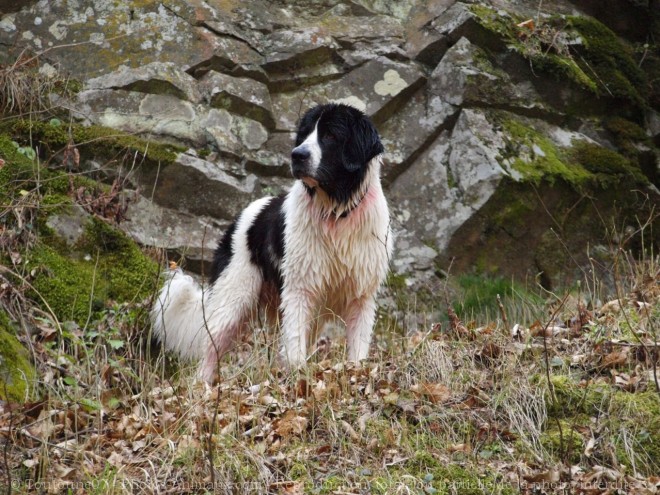 Photo de Landseer (type continental europen)