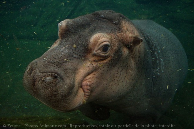 Photo de Hippopotame