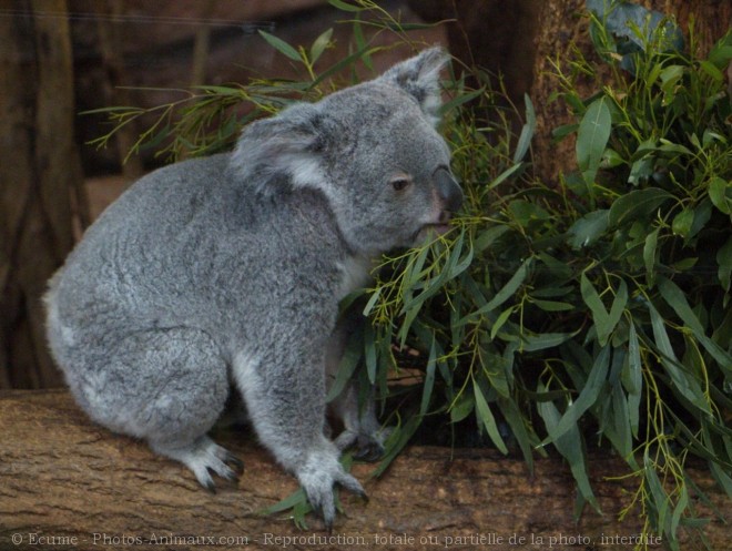 Photo de Koala