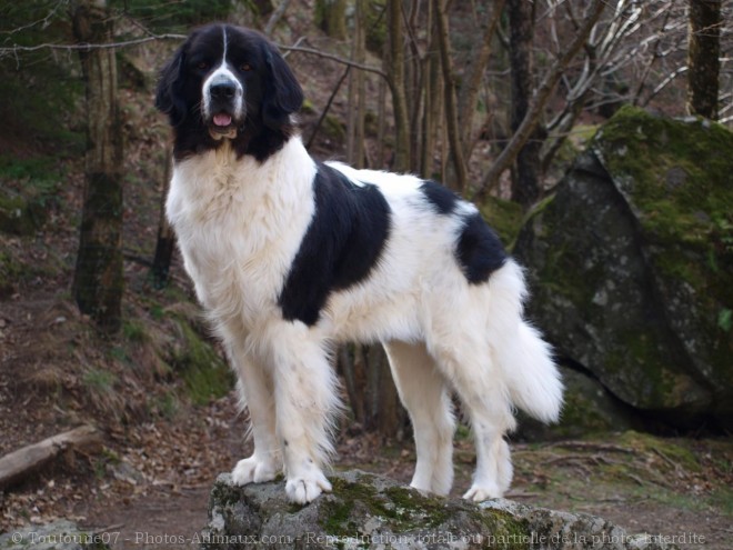 Photo de Landseer (type continental europen)