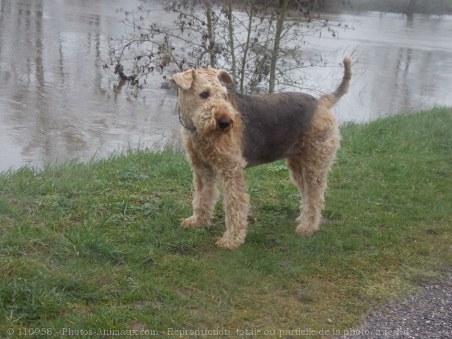 Photo d'Airedale terrier