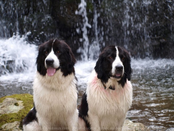 Photo de Landseer (type continental europen)