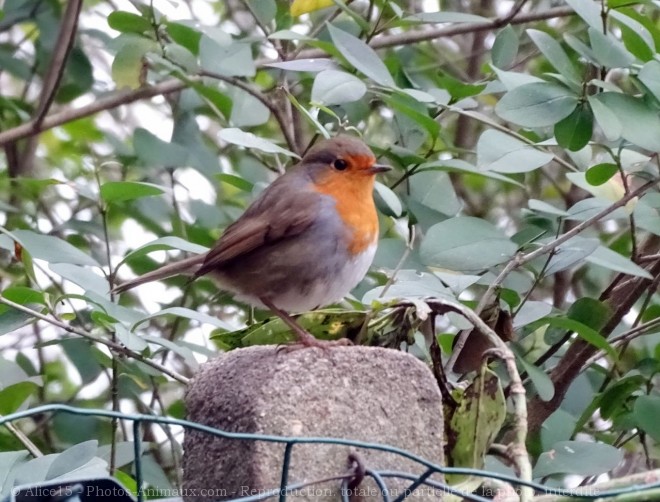 Photo de Rouge gorge